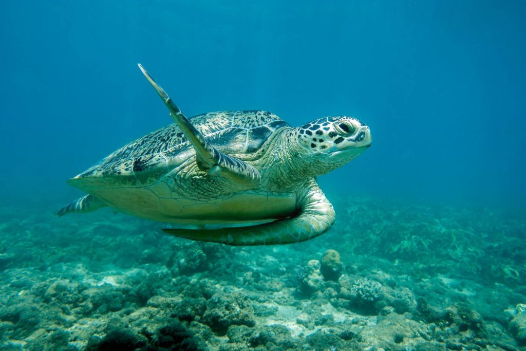 Piccolo di Caretta caretta verso il mare