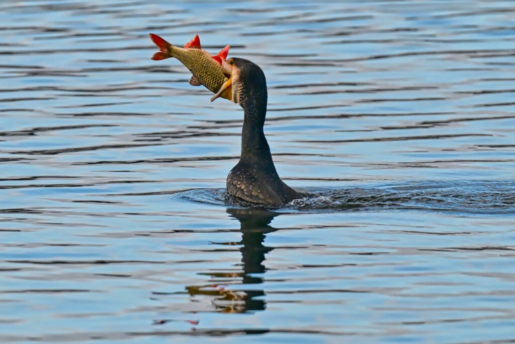 Il cormorano in volo sul Mediterraneo