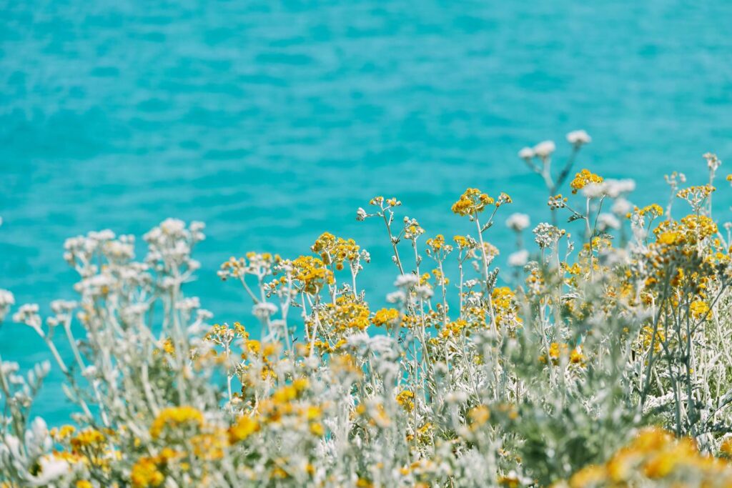 Macchia mediterranea in fiore