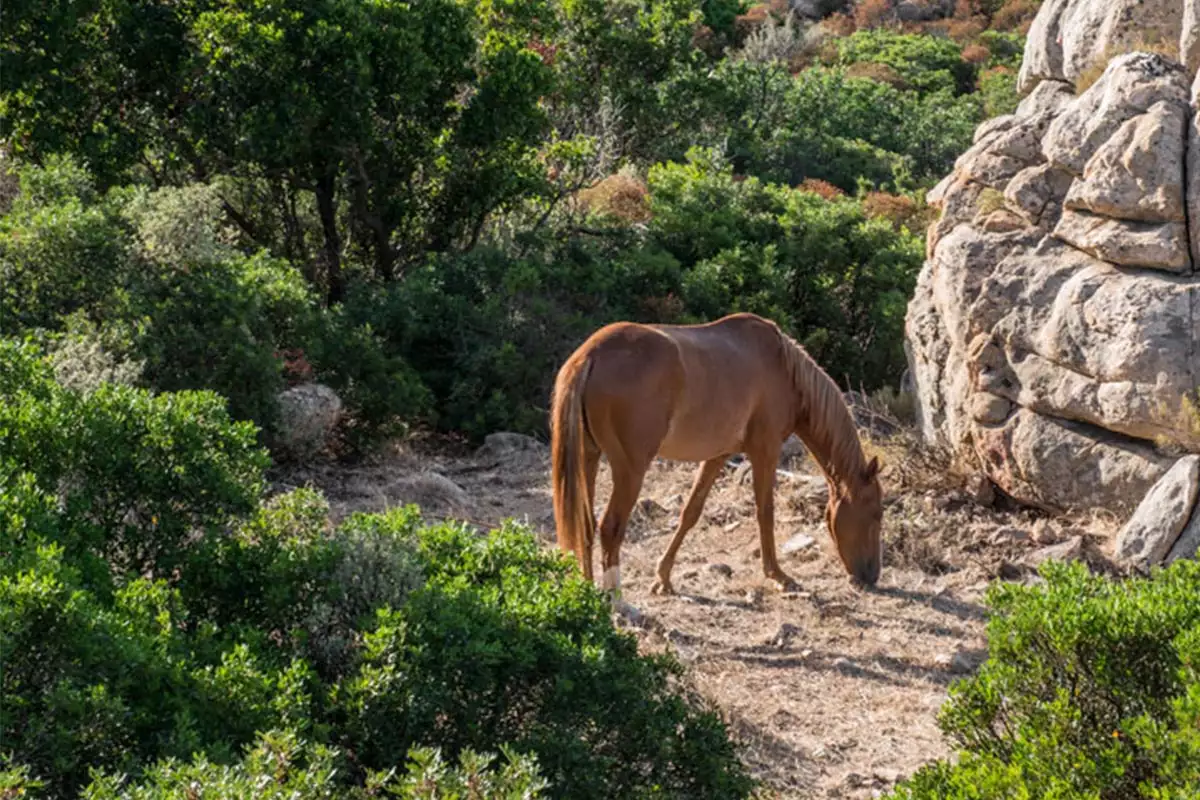 hotel-cormoran-villasimius-activities-riding